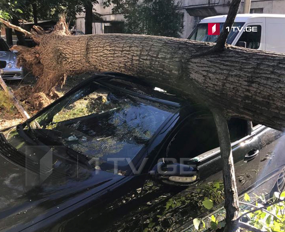 В Глдани упавшее дерево повредило два автомобиля