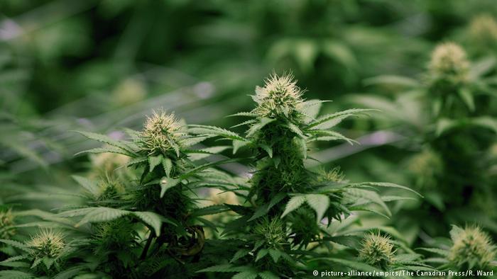 Incoming Luxembourg government plans to legalize recreational marijuana