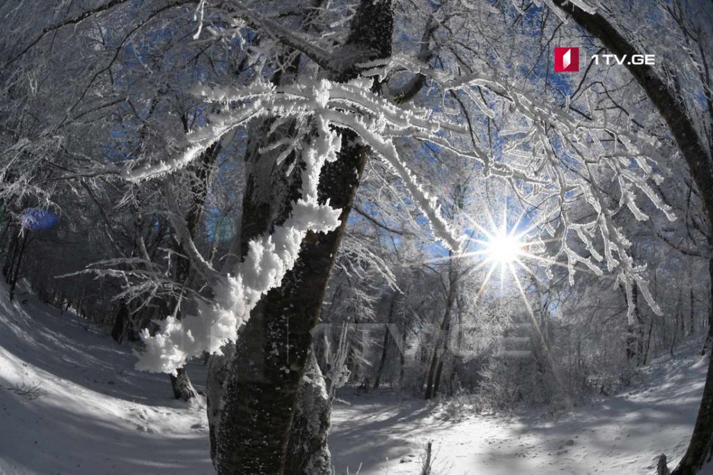 Ձմեռը Սաբադուրիի անտառում. Իրակլի Գեդենիձեի ֆոտոշարքը: