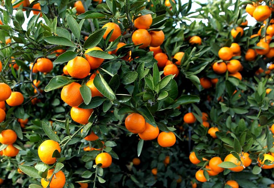 Amount of exported tangerines amounted 28, 855 tons