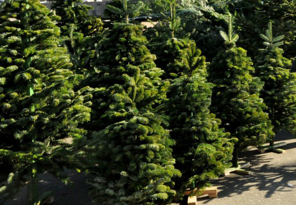 Сдать использованные елки и чичилаки можно будет в парках Вере, Ваке, Киквидзе и Рике