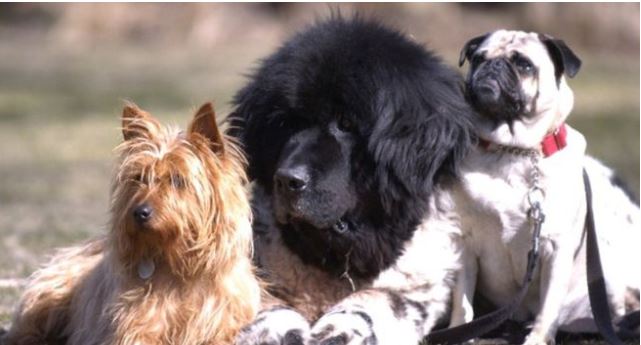 Мэр французского города запретил собакам лаять