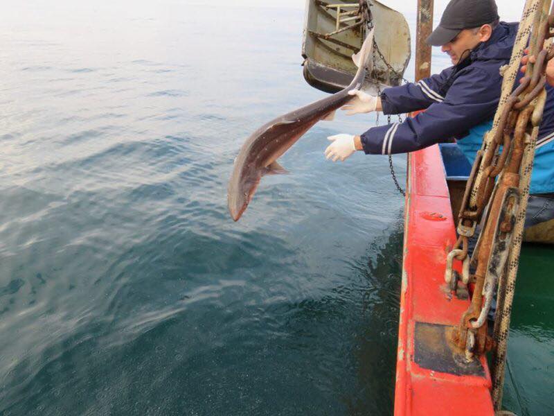 Пойманную во время экспедиции раненую акулу вернули в Черное море