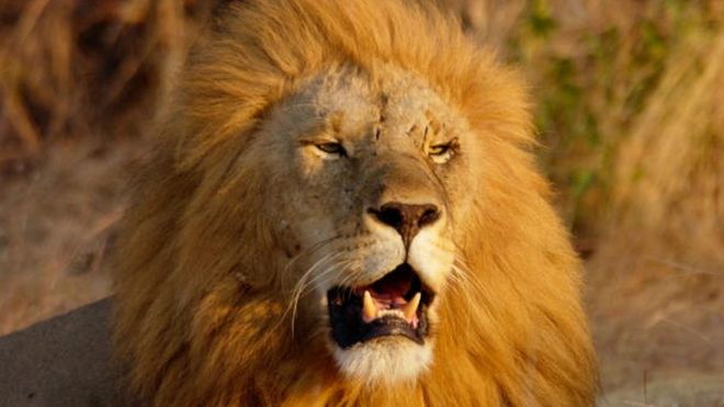 В Чехии лев разорвал хозяина во дворе собственного дома