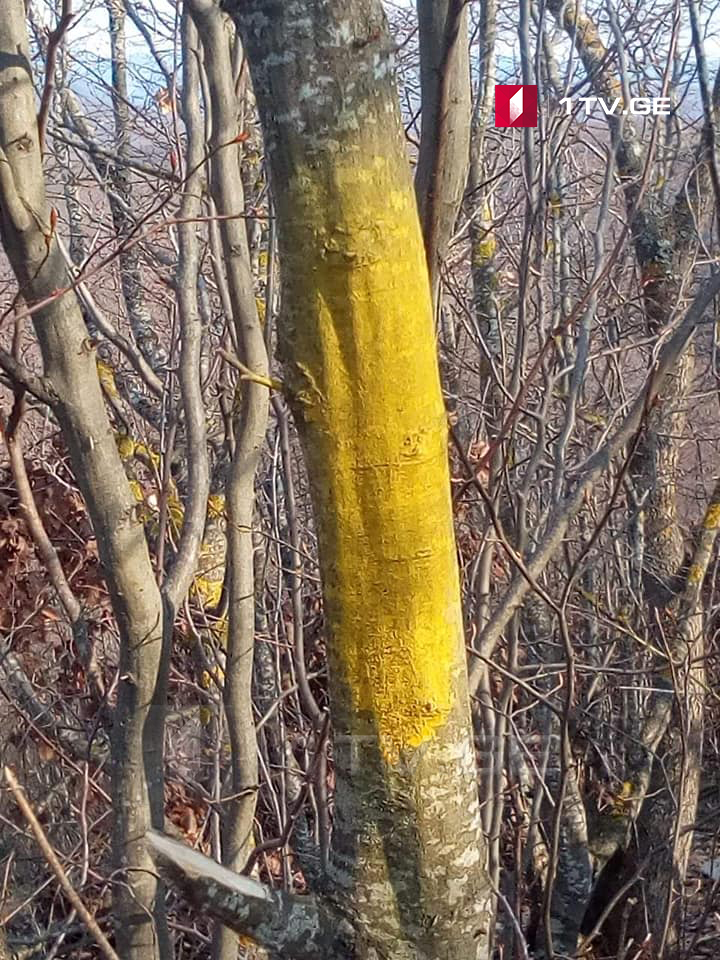 Анна Долидзе осмотрела ту часть леса села Чорчана, где оккупанты пометили деревья желтой краской