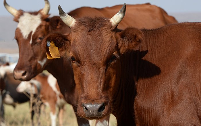 В Грузии сократилось количество крупного рогатого скота, овец, свиней и птицы