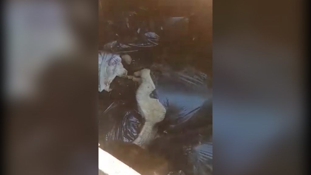 В Батуми мертвых собак выкидывают на свалку