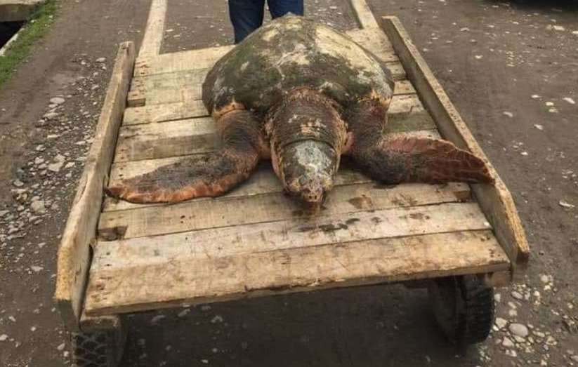Гигантская черепаха найдена на берегу моря в Поти