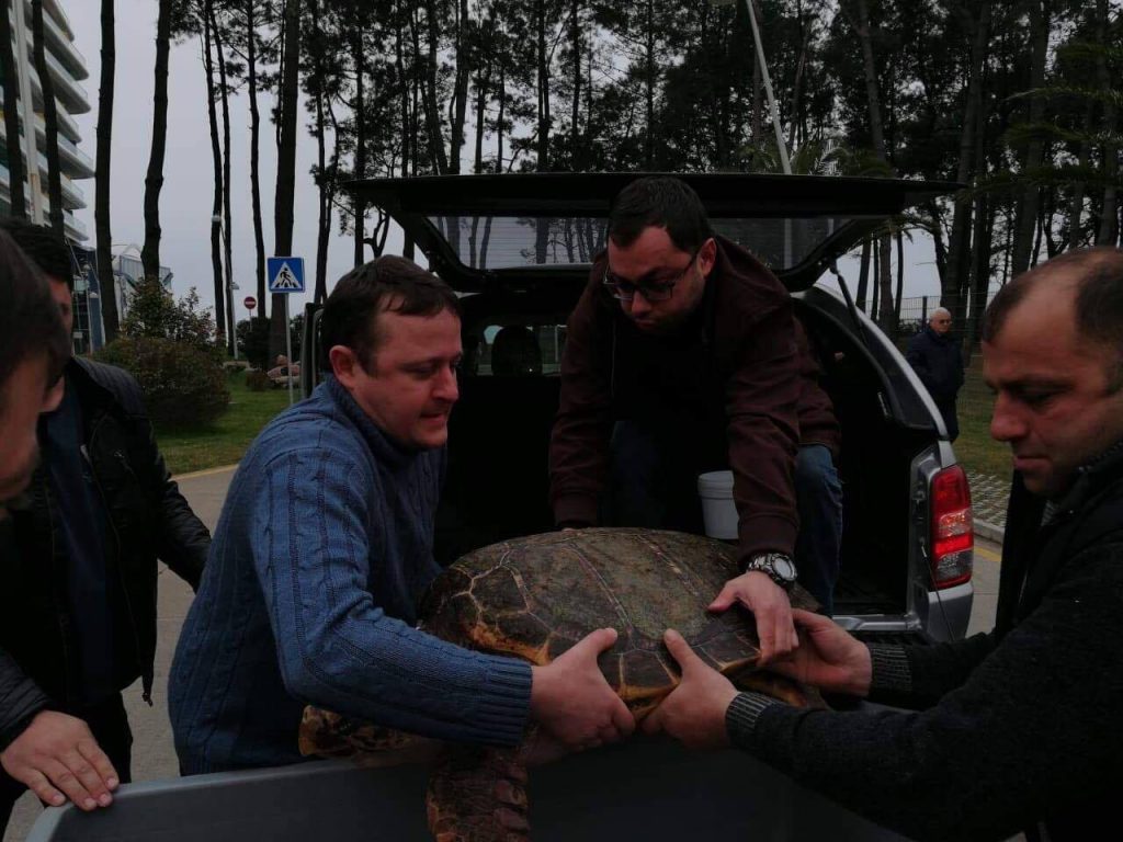 Гигантскую черепаху, попавшую в акваторию Черного моря из Средиземного моря, поместили в карантинный бассейн гостиницы "Параграф"