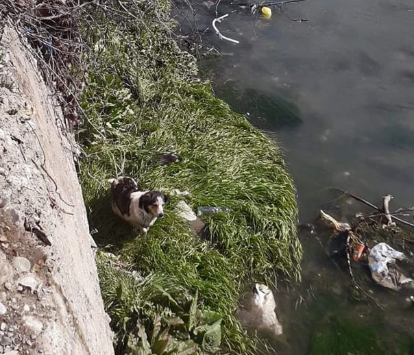 Спасатели вытащили собаку, упавшую в реку в Гори, целой и невредимой