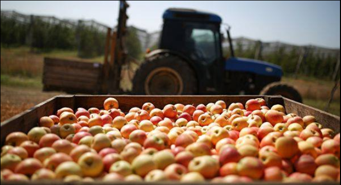 Georgian apple export increased six times compared to 2019