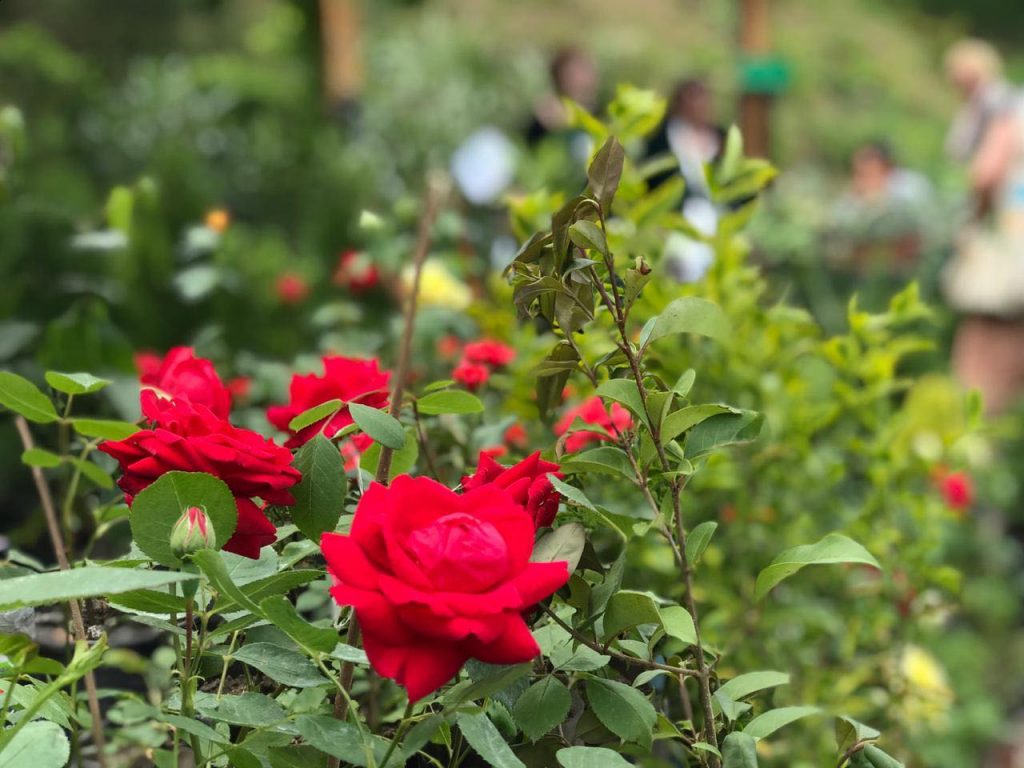 В Ботаническом саду прошла зеленая выставка-продажа "Green Expo 2019" [фото]