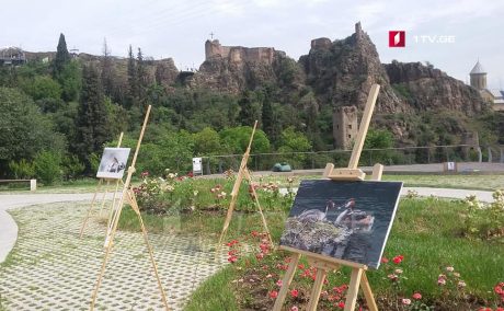 В Тбилисском ботаническом саду отмечают Всемирный день биоразнообразия