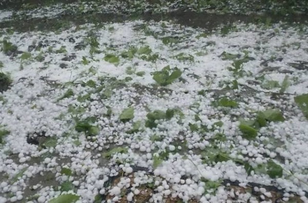 Hail hits 15 villages of Gori Municipality