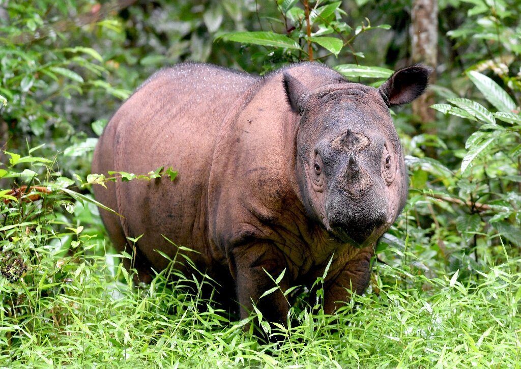 Malaysia's last male Sumatran rhino dies