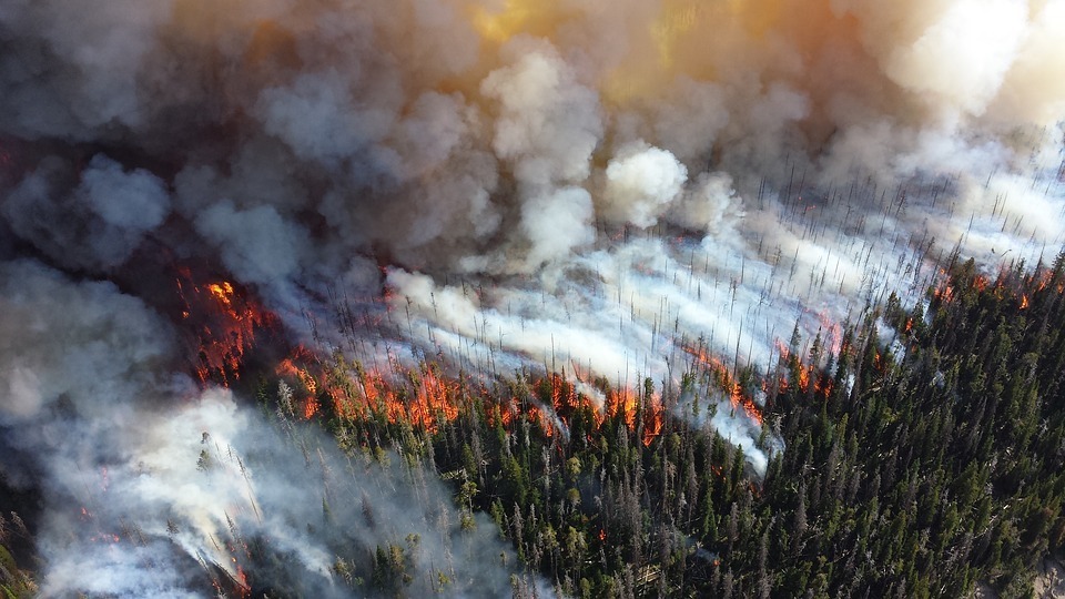 Из-за лесных пожаров, в трех регионах Сибири объявлено чрезвычайное положение