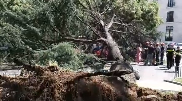 На улице Косты Хетагурова в Тбилиси упало дерево и повредило автомобиль