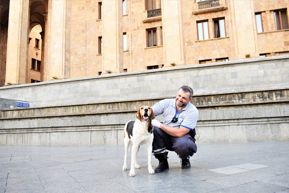 На проспект Руставели вернули собак, которых увели из-за съемок фильма «Форсаж 9»