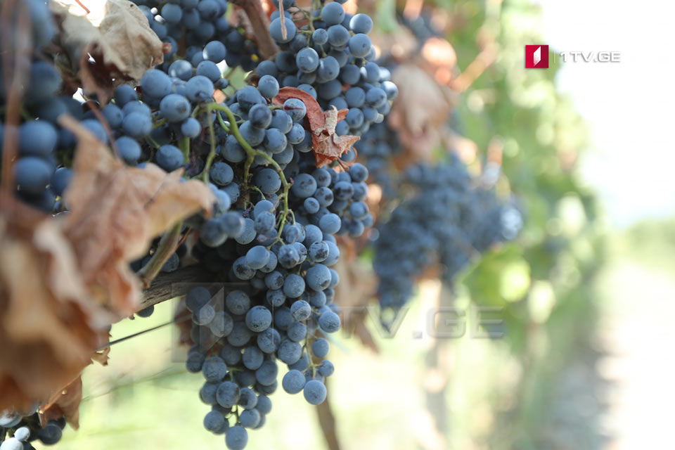 Национальное агентство вина - В Кахети переработано 15 тыс. тонн винограда