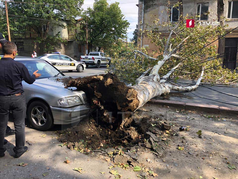 Сильный ветер повалил несколько деревьев в Тбилиси и Рустави