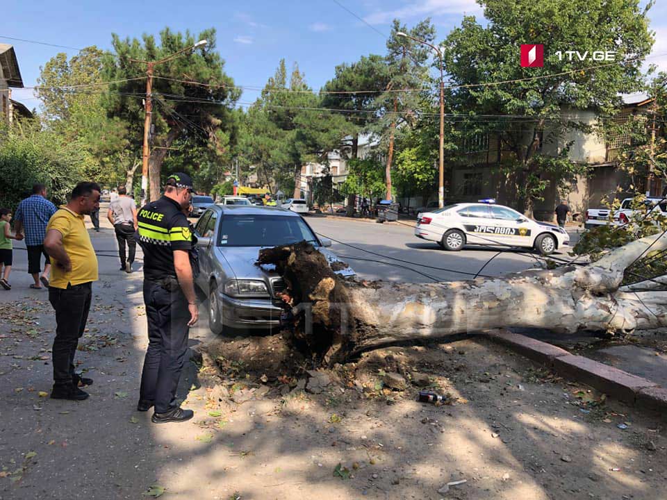 Strong wind un-roots several trees in Tbilisi and Rustavi