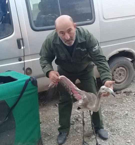 В национальном парке Джавахети нашли розового фламинго