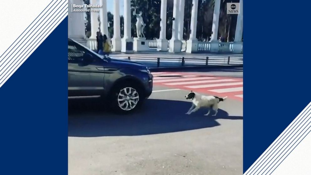 ABC News releases video of dog helping kids to cross road in Batumi