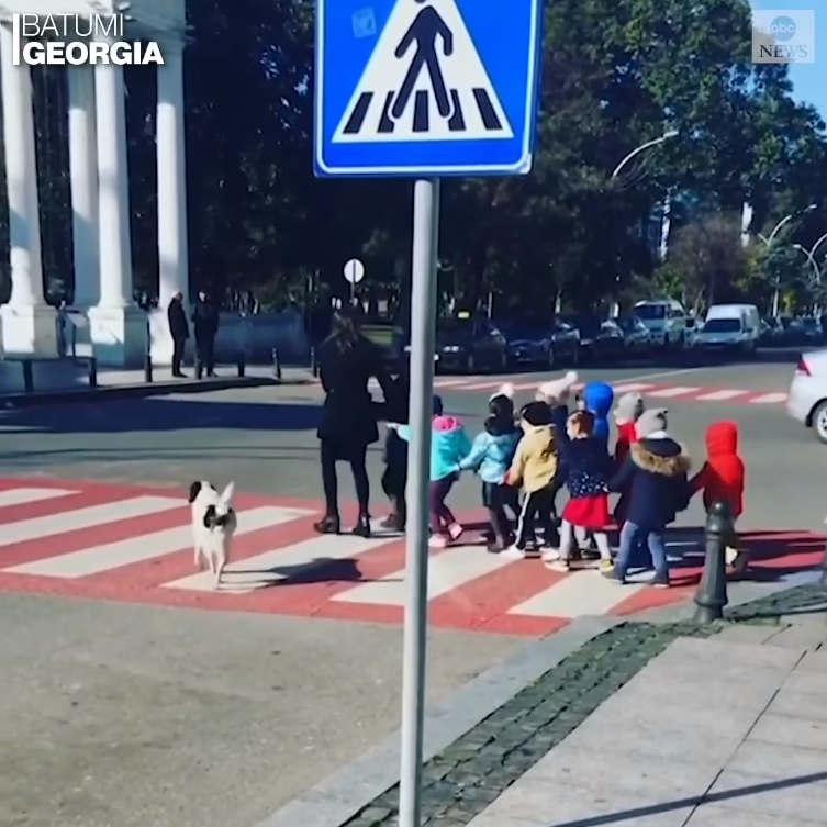 Բաթումիում շունն օգնում է երեխաներին անցնել ճանապարհը (վիդեո)