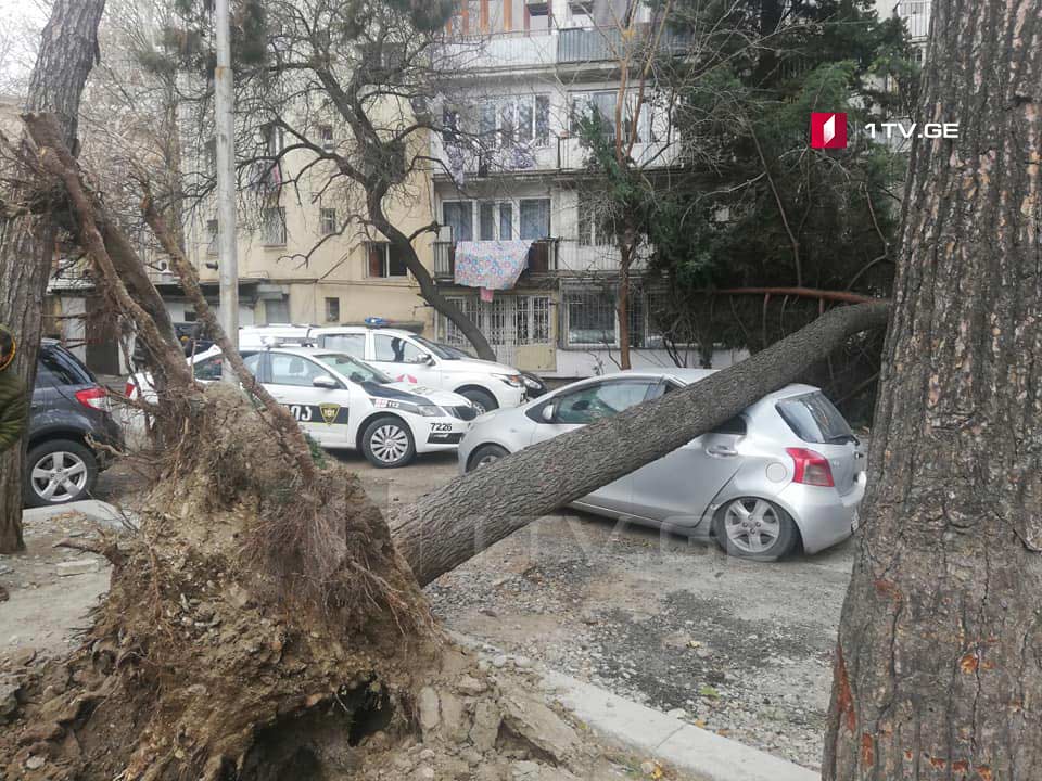 Tree collapses at Shartava Street
