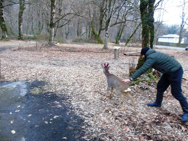 Roe deer found in yard of Lagodekhi Hospital returned to forest