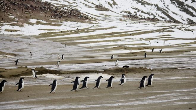 Antarctic island hits record temperature of 20.75C