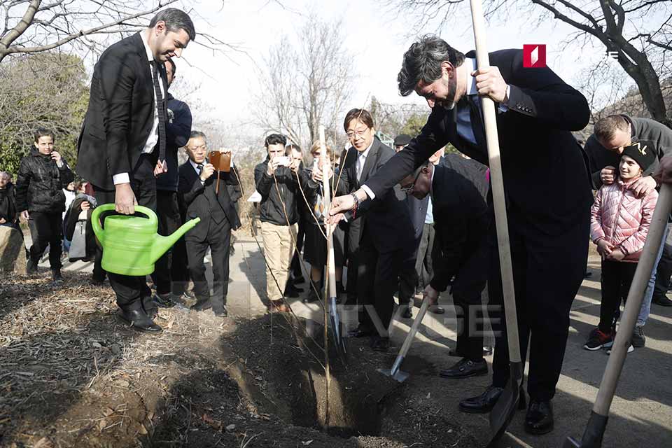 Tbilisi Nəbatat Bağında 100 sakura basdırıldı