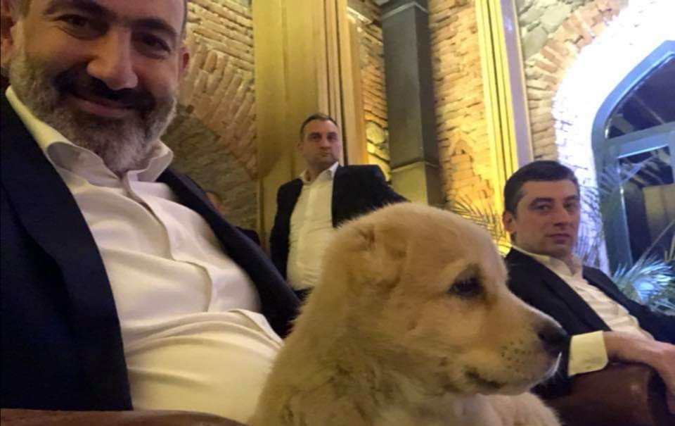 Georgian PM gifts Caucasian Shepherd puppy to Armenian PM (VIDEO)