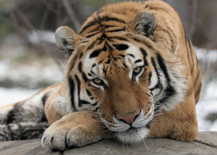 В Нью-Йорке, в зоопарке Бронкса, коронавирус подтвердили у тигра