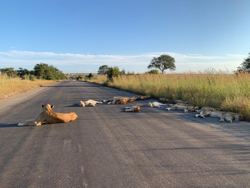 Lions nap on road during South African lockdown