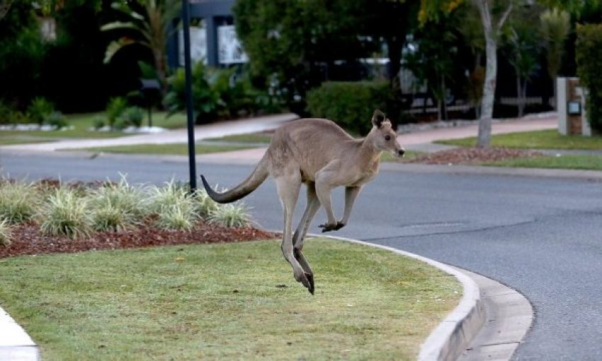 В австралийской Аделаиде на опустевших улицах города появились кенгуру