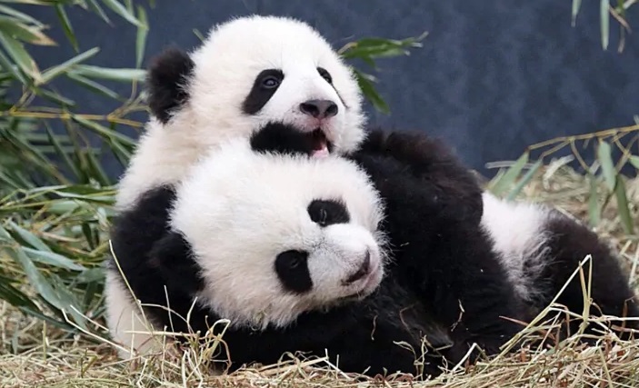 Canada's Calgary zoo to return two giant pandas after bamboo supply disruption