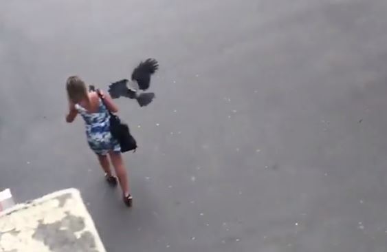 Crows attack some individuals in Tbilisi (VIDEO)