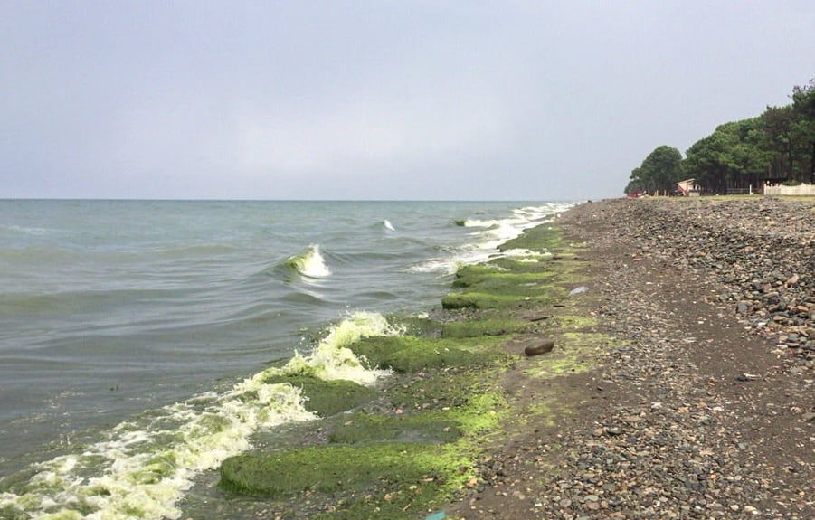 Փոթիում և Ուռեկիում ջրիմուռների քանակի ավելացման հետ կապված ընթանում է հետազոտություն