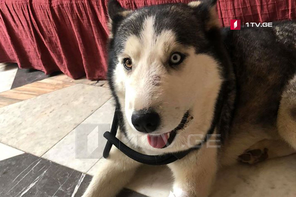 Dog Lucky, which saved child from poisonous snake’s bite, feels well (Photo)