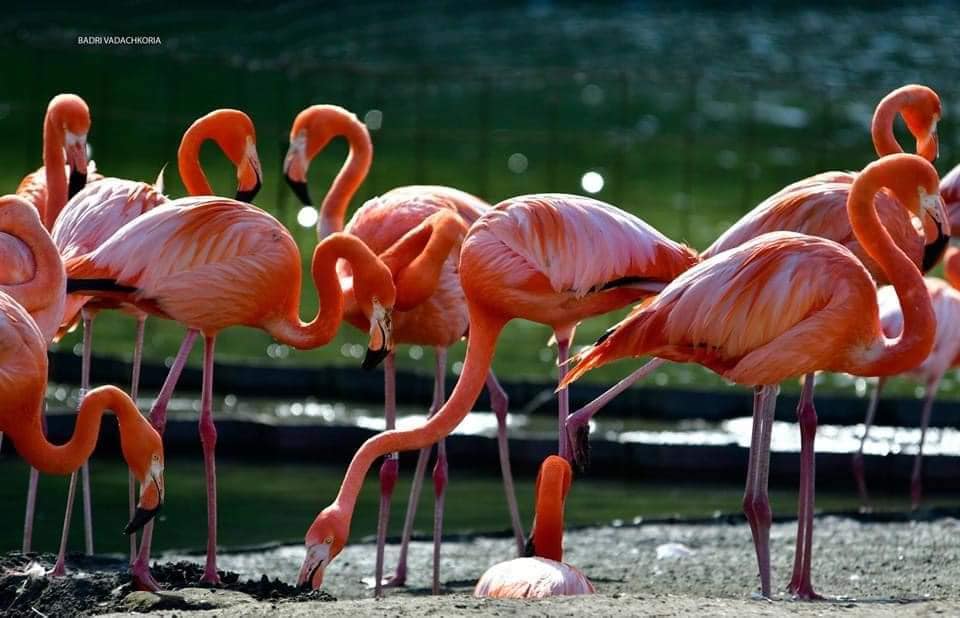 Shekvetili Dendrological Park to open on July 15