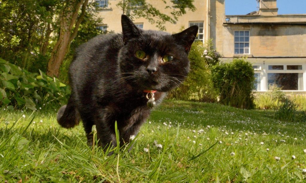 Pet cat diagnosed with Covid-19 in first UK case of animal infection