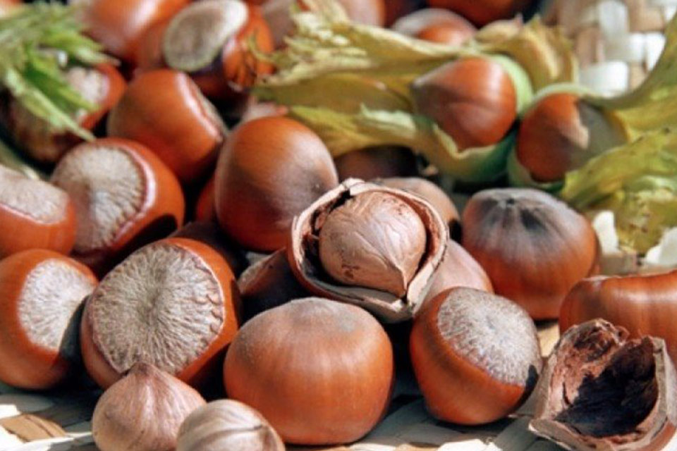 Georgian hazelnut exports up by 49 percent