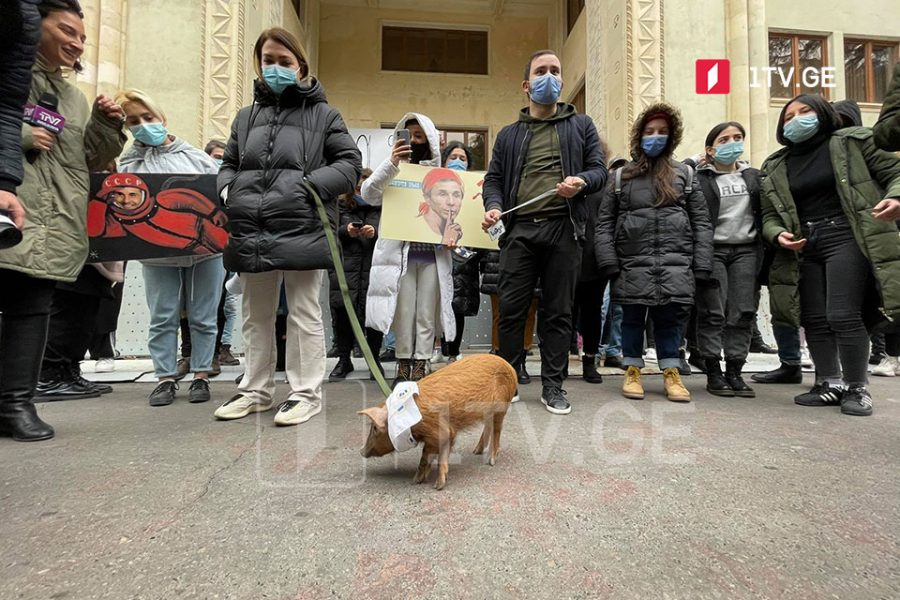 Opposition's youth wings bring pig at Parliament building