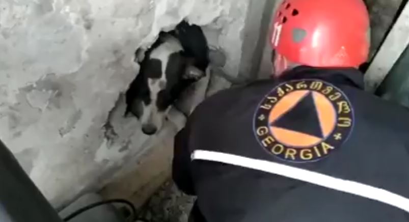 В Батуми спасатели спасли собаку, застрявшую между домами (видео)