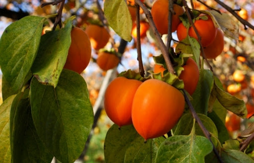 Georgia exports persimmons worth $ 6 million