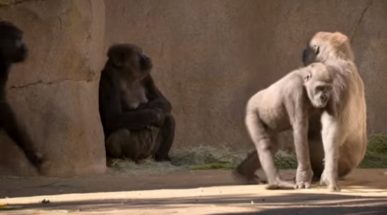 Сан-Диеготәи азоопарк аҿы гориллақәа акоронавирус рыдбалан