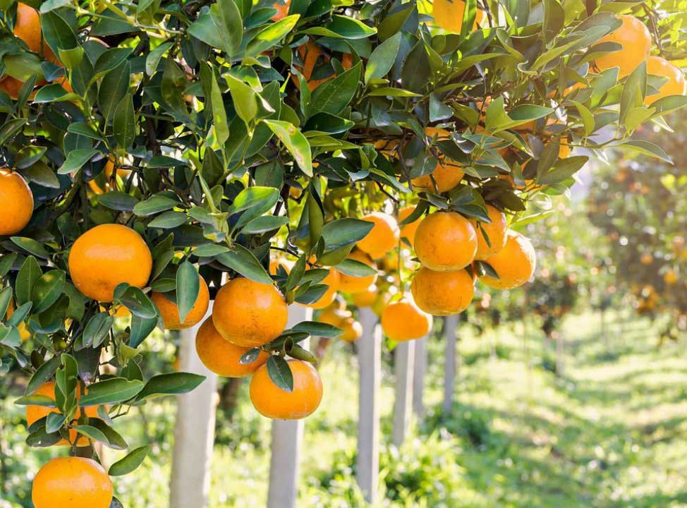 Georgia to export tangerines worth USD 18.5 million in six months