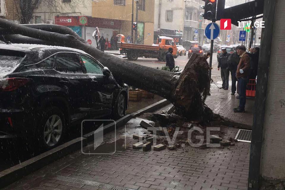 Թբիլիսիում, Փալիաշվիլու փողոցում ծառն ընկել է ավտոմեքենայի վրա