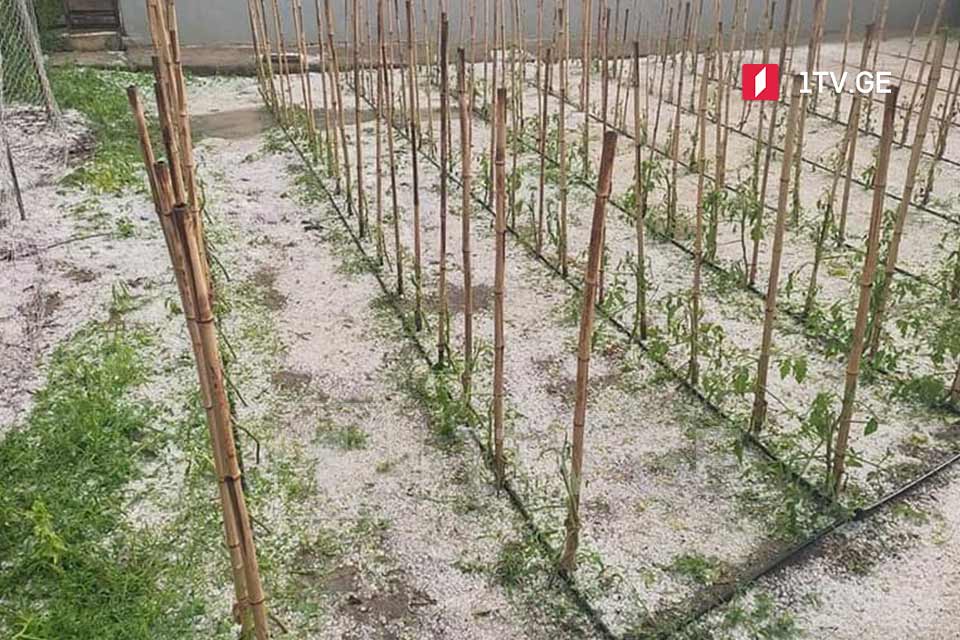 Hailstorm damages vegetable crops in Dedoplistskaro
